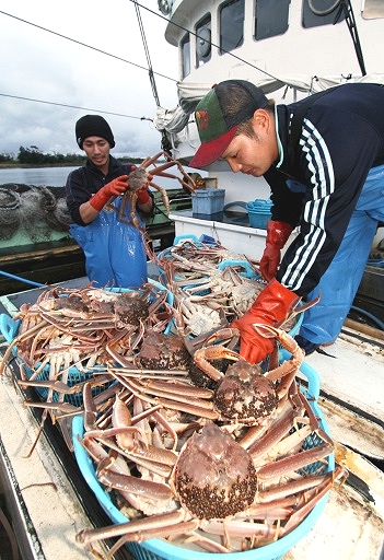 去年歸港漁船捕撈的越前蟹＝2011年11月6日，福井縣坂井市三國漁港