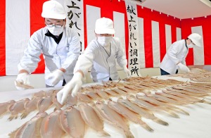 組合人員挑選獻上皇室的若狹鰈魚=9日，福井縣小浜市的小浜魚商會館