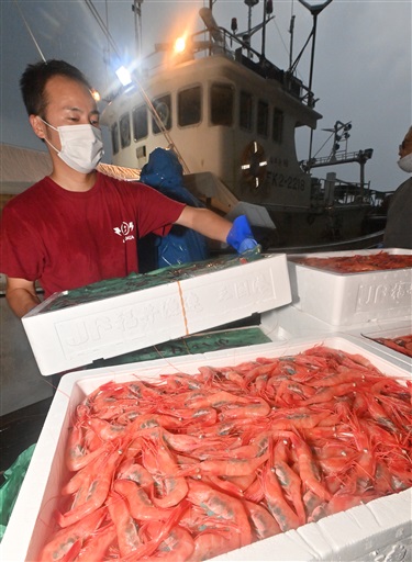 底引き網漁が解禁され、次々と水揚げされる甘エビ＝１日、福井県坂井市の三国漁港
