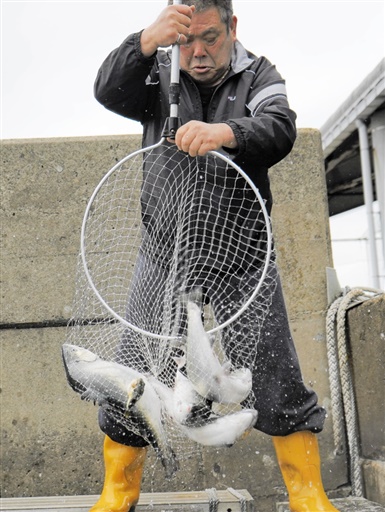 いけすからサクラマスを水揚げする越廼漁協組合員＝４月25日、福井市の茱崎漁港