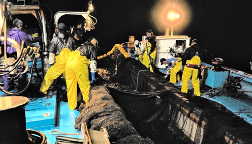 魚がかかった定置網を引き上げる組合員たち＝８月17日、福井市茱崎町の沖合