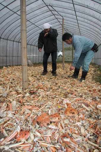 坂井市三國町的農戶正在製作蟹殼肥料。