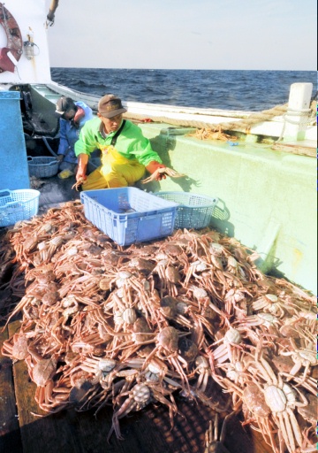 “第二十三倖周丸”上的漁民正在分揀越前蟹。6日上午9點17分攝於越前町海域。 