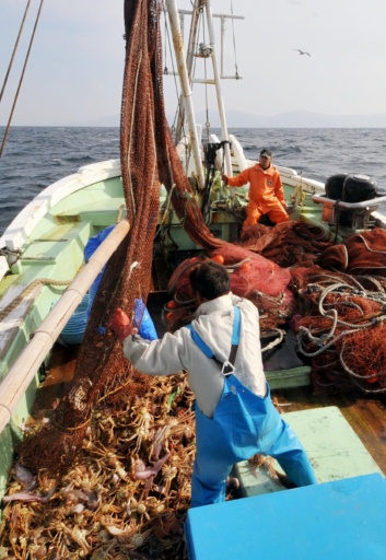 捕撈出水後被放在甲板上的越前蟹。攝於6日上午11點。