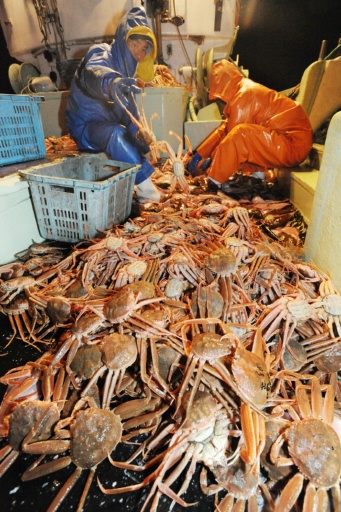 去年解禁日捕撈越前蟹＝２００９年１１月６日，越前町高佐地區捕撈漁場