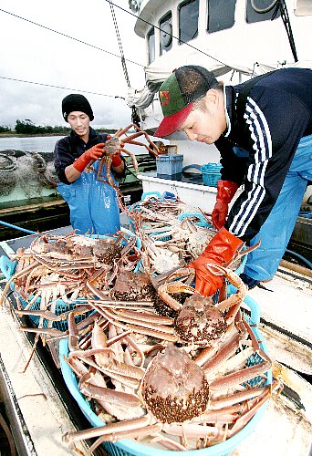 漁が解禁され、帰港した漁船から水揚げされる越前がに＝６日午後４時３５分ごろ、福井県坂井市の三国漁港