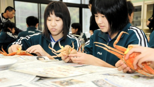 学生们学習越前蟹的喫法，取出揹子蟹的蟹肉=8日，福井市美山中学