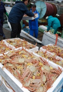 小雨天，有關人員從船上卸下裝満越前蟹的箱子=6日，福井縣越前町的越前漁港
