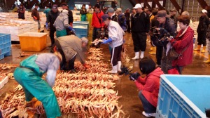 初競りのために水槽から出したズワイガニを並べる漁師を狙うカメラマンたち＝６日、福井県越前町の越前漁港