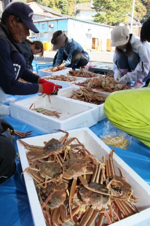 水揚げした越前がにのタグ付け作業に追われる漁師ら＝６日、福井県越前町の越前漁港