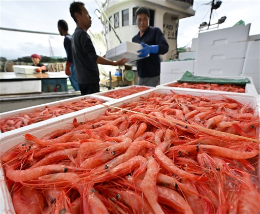 底引き網漁が解禁され、次々と水揚げされる甘エビ＝9月1日午後5時40分ごろ、福井県坂井市の三国港