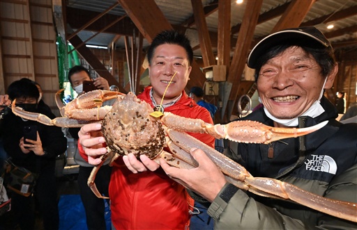 史上最高拍賣價310萬日元的越前蟹「極（KIWAMI）」=11月6日，福井縣越前町大樟地區的越前漁港