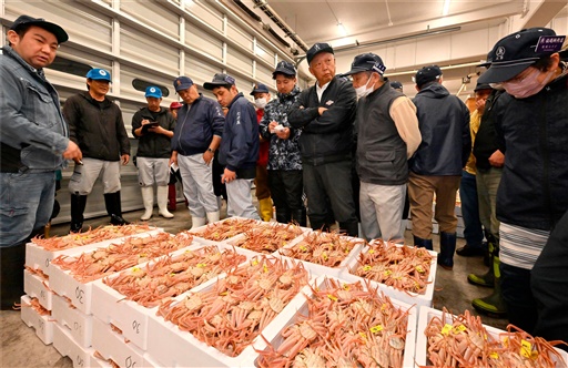漁獲量が好調だった今季のセイコガニの競りの様子＝２０２３年１１月８日、坂井市の三国漁港
