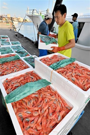 底引き網漁が始まり、漁船から次々と運び出される甘エビ＝９月４日午後５時５分ごろ、福井県坂井市の三国港