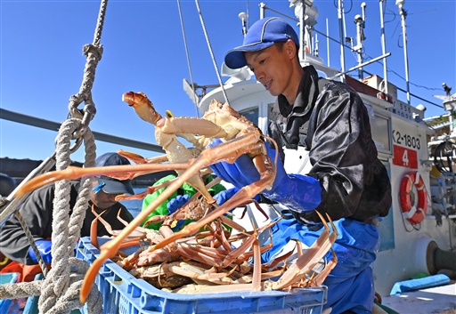 漁が解禁され、次々と水揚げされる越前がに＝11月８日、福井県越前町の越前漁港