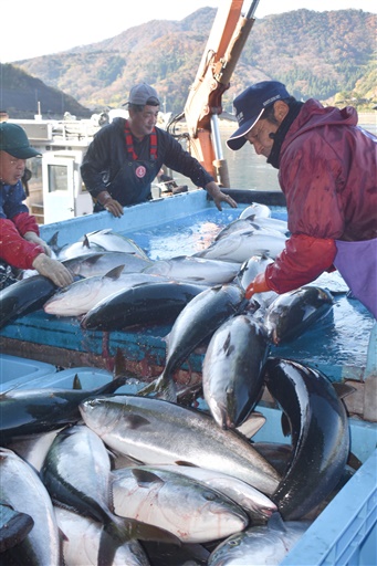 次々と水揚げされる寒ブリ＝12月３日、福井県美浜町の日向漁港