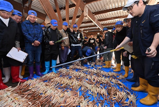 水揚げされたばかりの越前がにを競り落とす仲買人ら＝2024年11月8日、福井県越前町の越前漁港