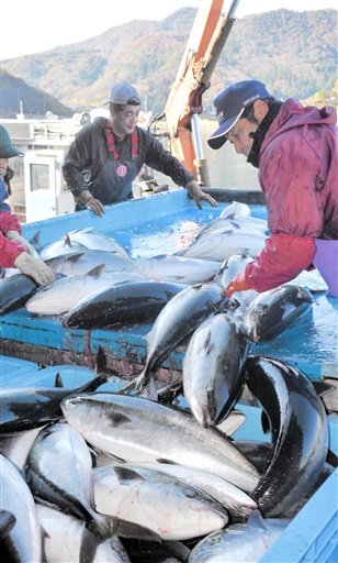 次々と水揚げされる寒ブリ＝昨年１２月３日、美浜町の日向漁港