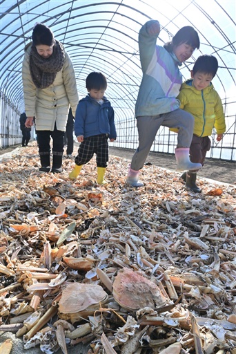 あわら温泉旅館の宿泊客が食べた越前がにの殻を踏む子どもたち＝１月26日、福井県あわら市轟木